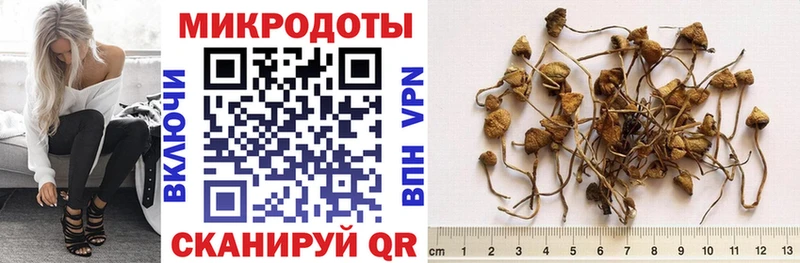 купить   Хвалынск  Псилоцибиновые грибы мицелий 